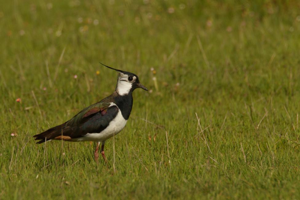 Avefría (Vanellus vanellus)